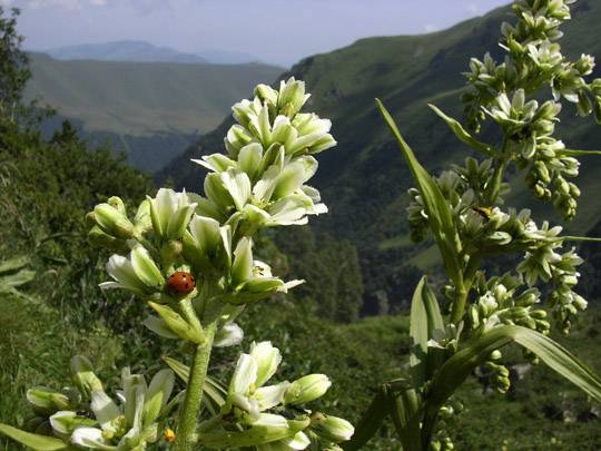 flore en estive flore en estive